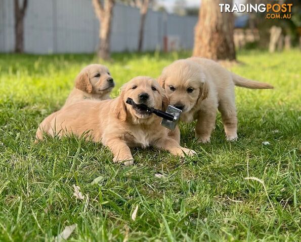 Beautiful Purebred Golden Retriever Pups