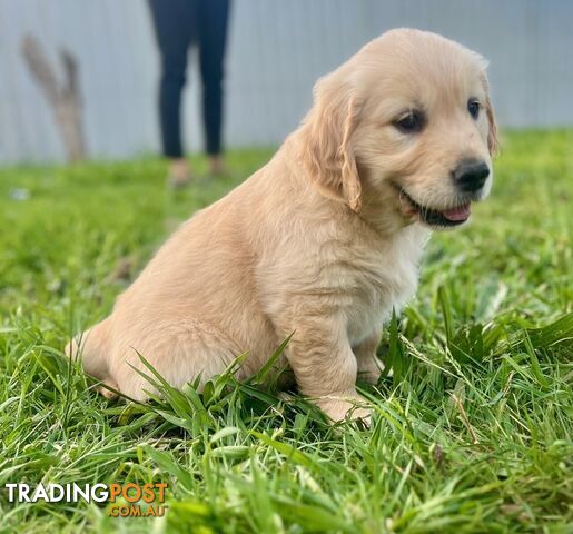 Beautiful Purebred Golden Retriever Pups