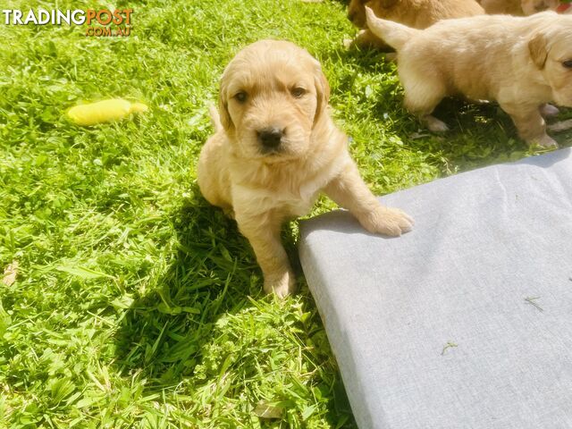 Stunning Golden Retriever Pups