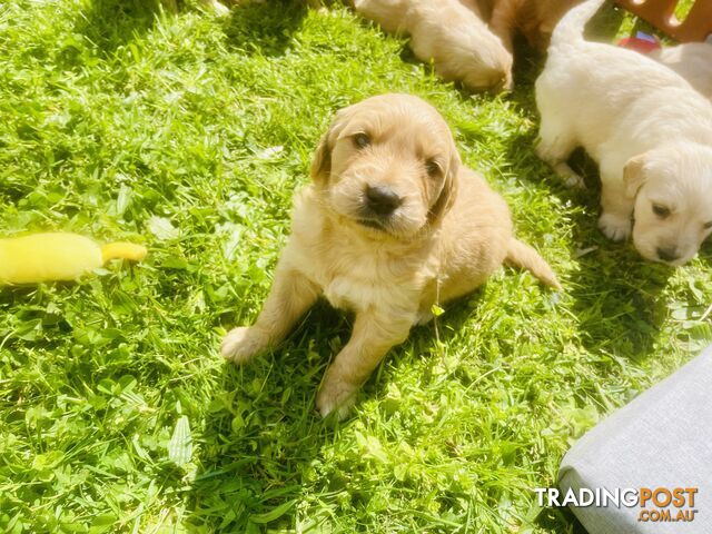 Stunning Golden Retriever Pups