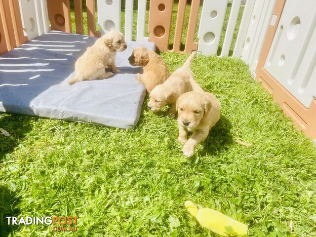 Stunning Golden Retriever Pups