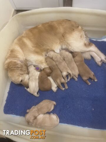 Stunning Golden Retriever Pups