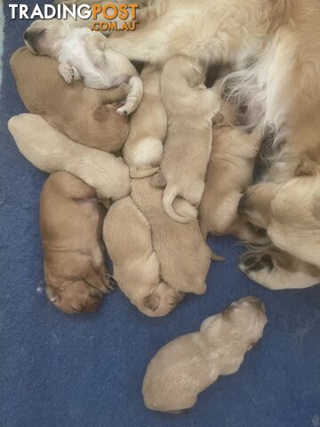 Stunning Golden Retriever Pups