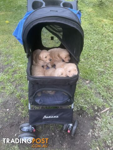 Stunning Golden Retriever Pups