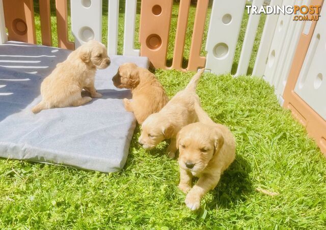 Stunning Golden Retriever Pups