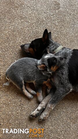 Blue Heeler Puppies