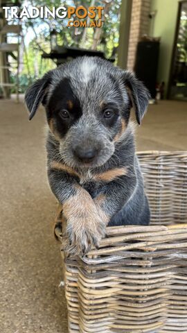 Blue Heeler Puppies - photo 3 of 6