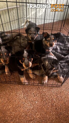 Blue Heeler Puppies - photo 2 of 6