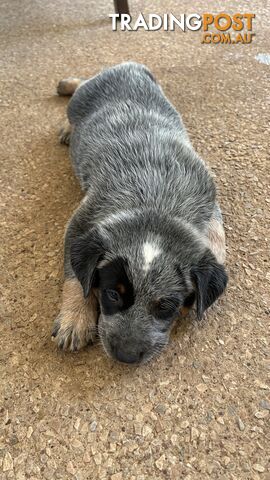 Blue Heeler Puppies - photo 5 of 6