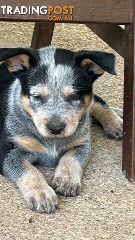 Blue Heeler Puppies - photo 4 of 6