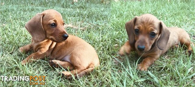 Purebred Miniature dachshund pups