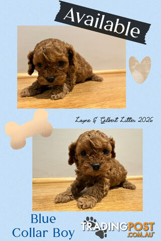 Toy Cavoodles