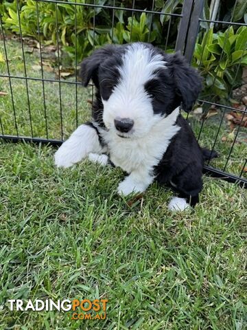 Smithfield puppies