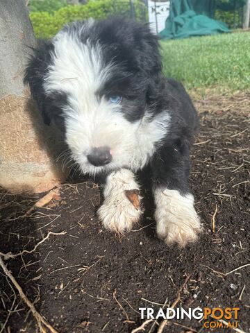 Smithfield puppies