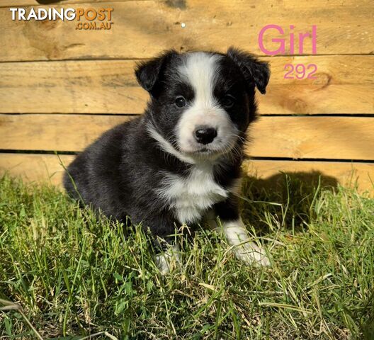 Trading post store border collie vic