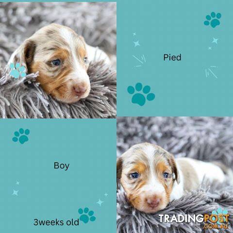 3 Goegeous Mini Daschunds looking for their forever homes