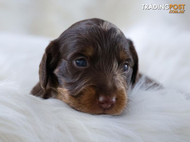 3 Goegeous Mini Daschunds looking for their forever homes