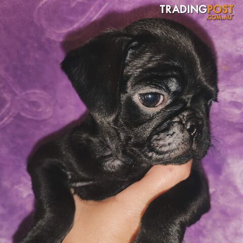 Pure Bred Pug Puppies
