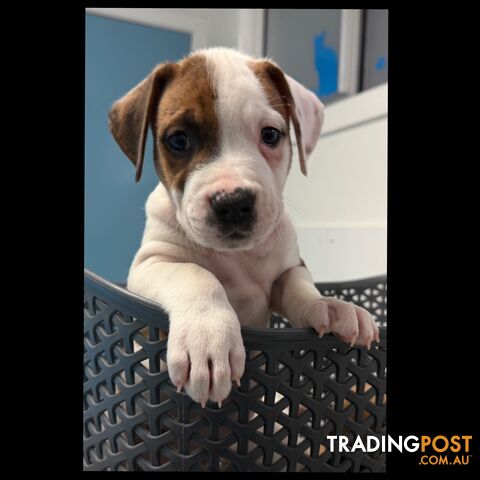 American bulldog x Kelpie puppies