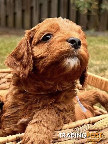 Ruby Toy Cavoodle  Puppies. Sire Teddy Purebred. Dam Ruby Purebred.