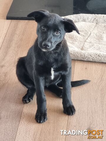 Border Collie x kelpie pups ready to go!