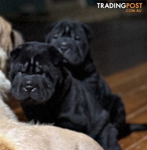 Shar Pei Pedigree Puppies