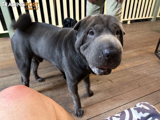 Shar Pei Pedigree Puppies