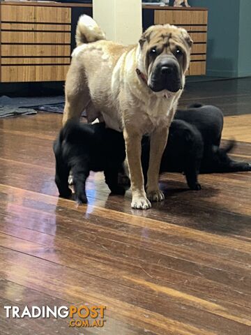 Shar Pei Pedigree Puppies