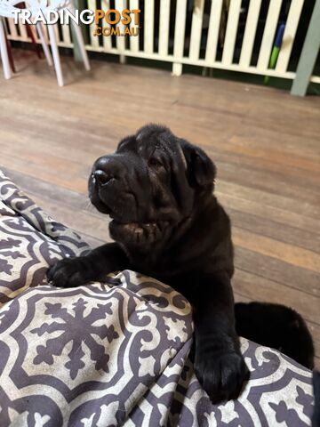 Shar Pei Pedigree Puppies