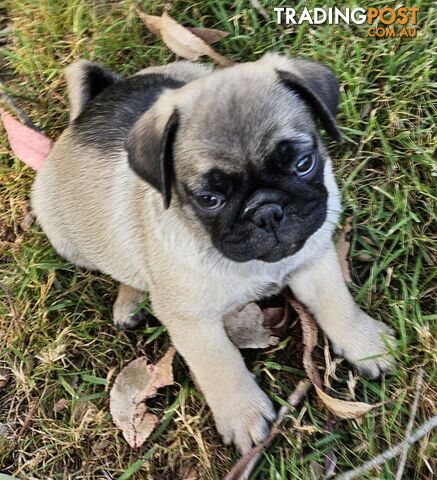 Trading post sale pug puppies