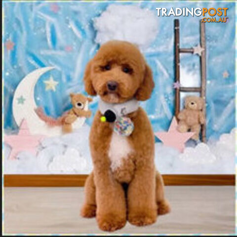 Miniature poodle stud service dna/pra clear