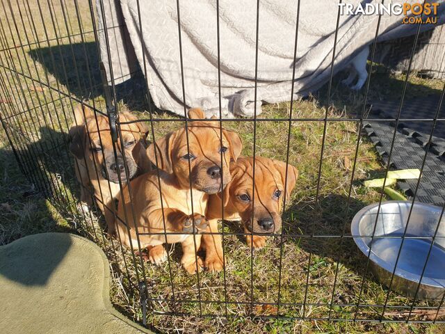 Beautiful JUG puppies for sale!