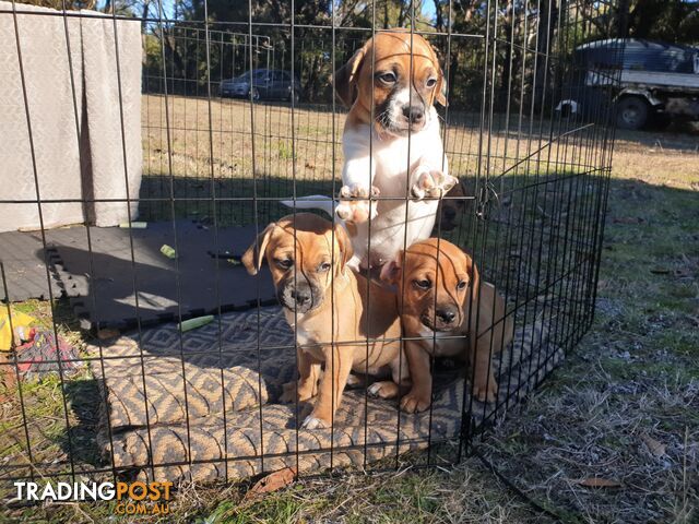 Beautiful JUG puppies for sale!