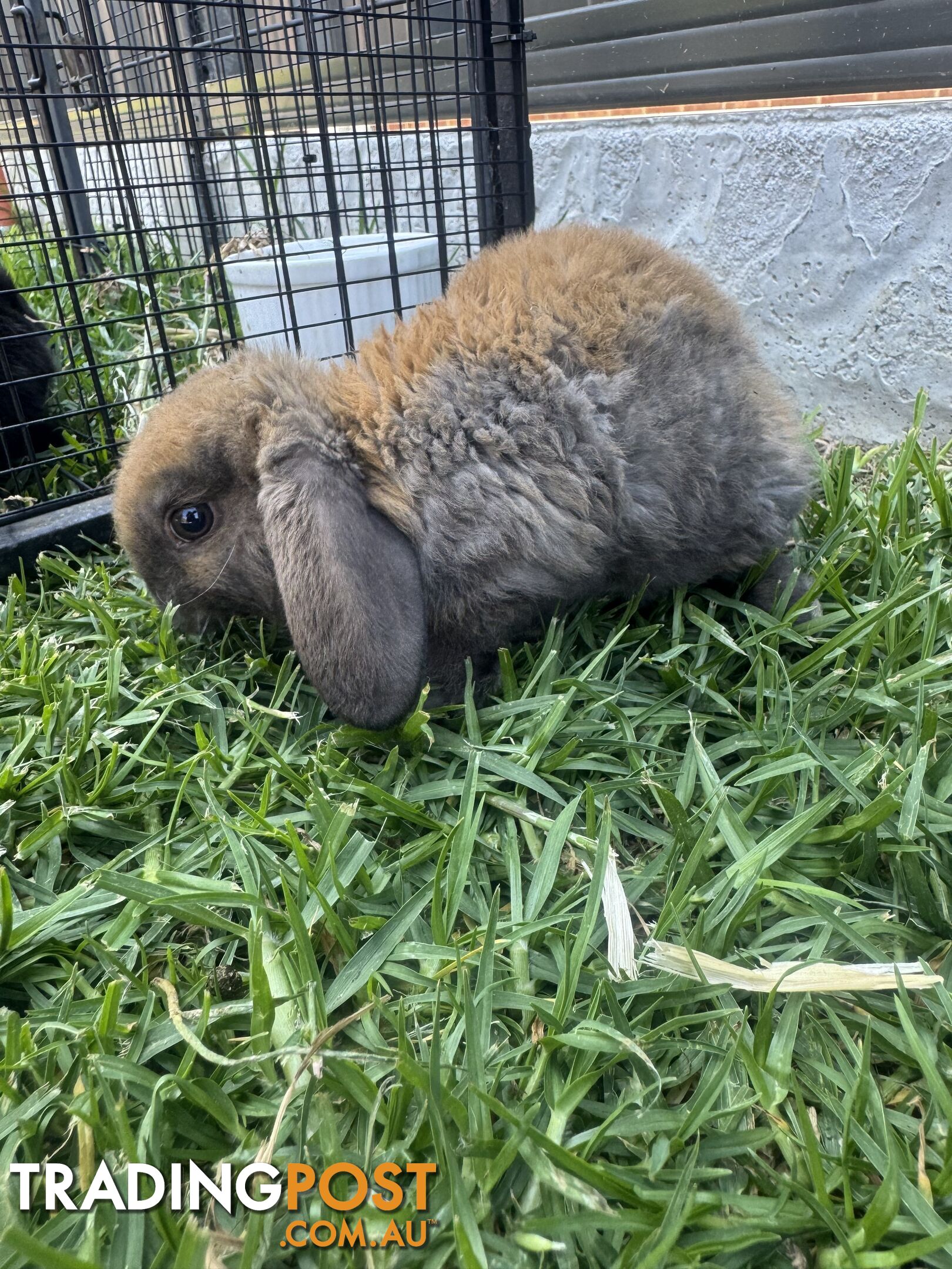 Miniature lop baby rabbits / 8 month old male rabbit