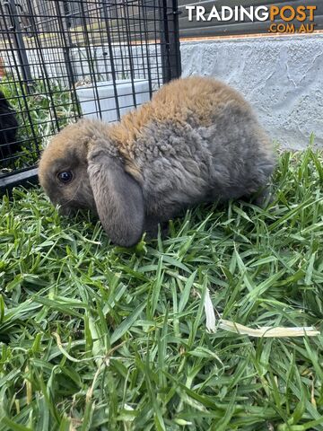 Miniature lop baby rabbits / 8 month old male rabbit