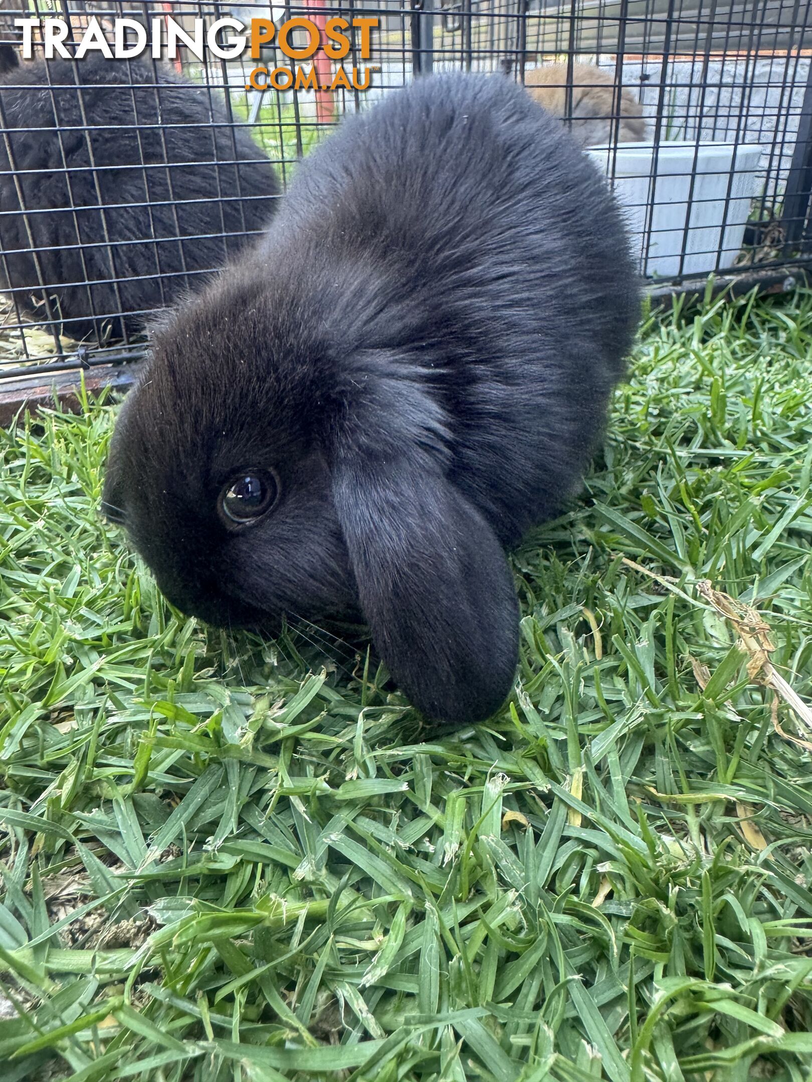 Miniature lop baby rabbits / 8 month old male rabbit