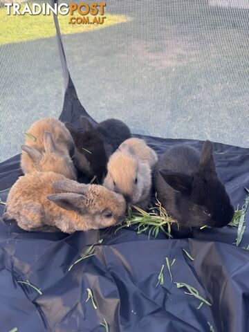 Miniature lop baby rabbits / 8 month old male rabbit