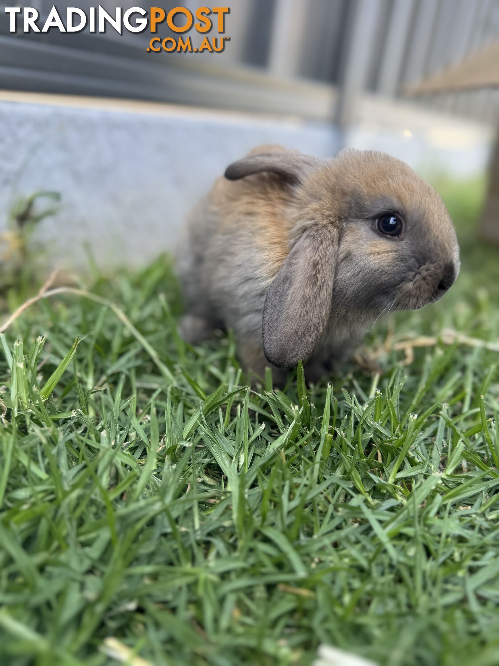 Miniature lop baby rabbits / 8 month old male rabbit