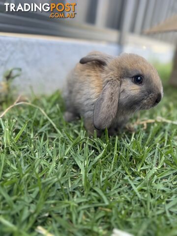 Miniature lop baby rabbits / 8 month old male rabbit