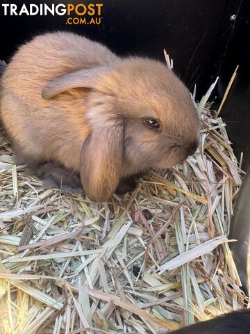 Miniature lop baby rabbits / 8 month old male rabbit