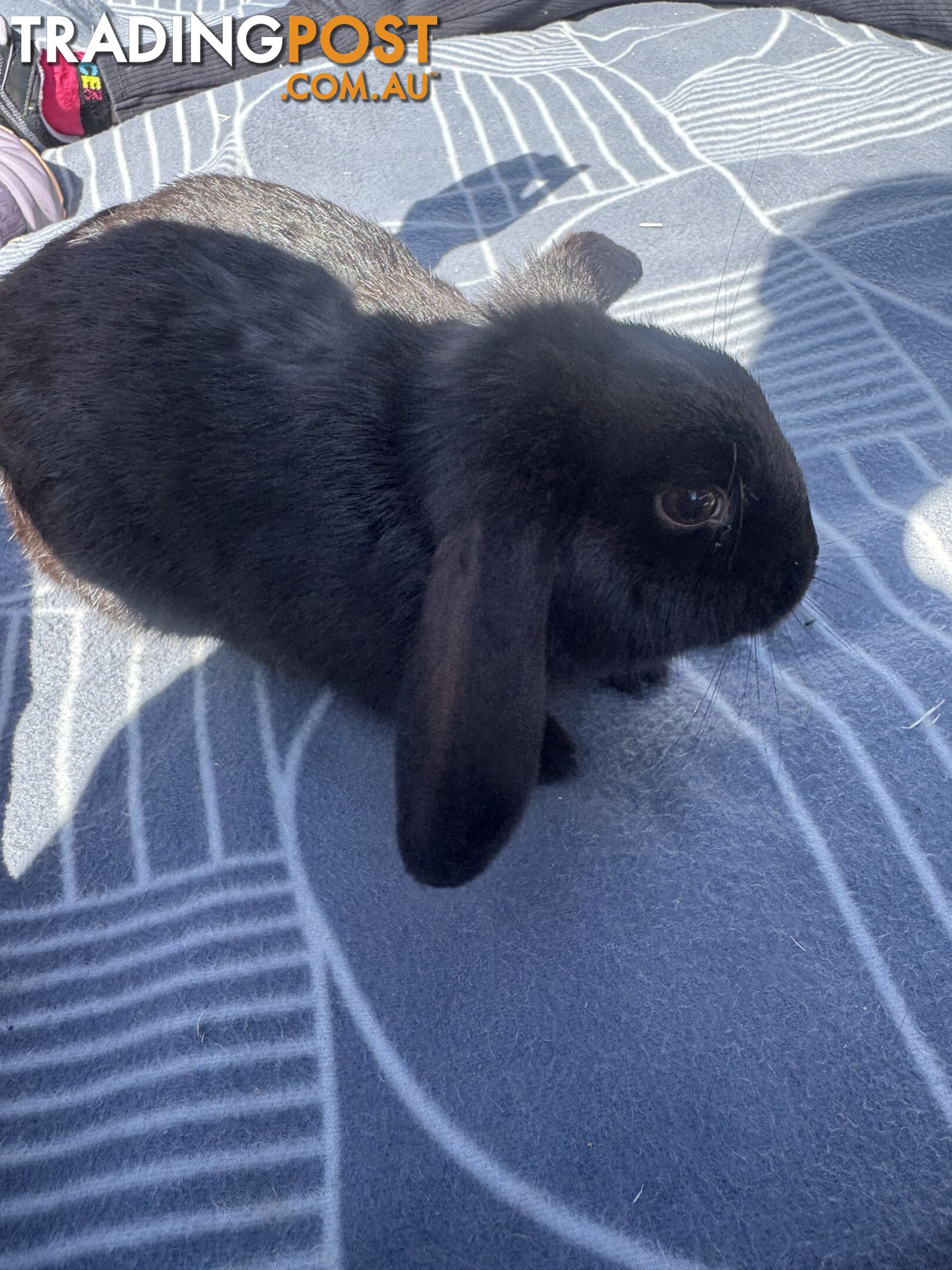 Miniature lop baby rabbits / 8 month old male rabbit