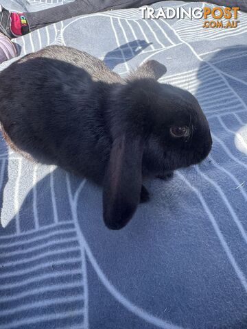 Miniature lop baby rabbits / 8 month old male rabbit