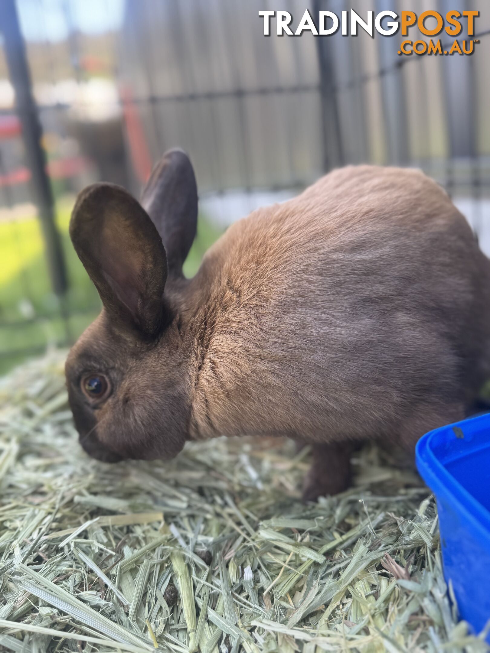 Miniature lop baby rabbits / 8 month old male rabbit