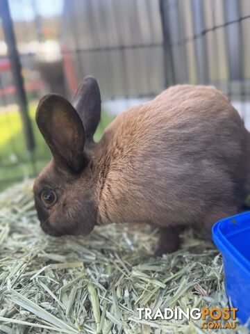 Miniature lop baby rabbits / 8 month old male rabbit