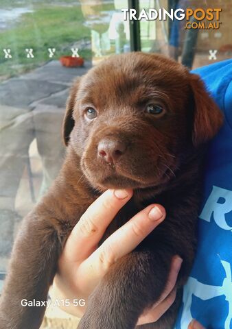 Labrador Puppies