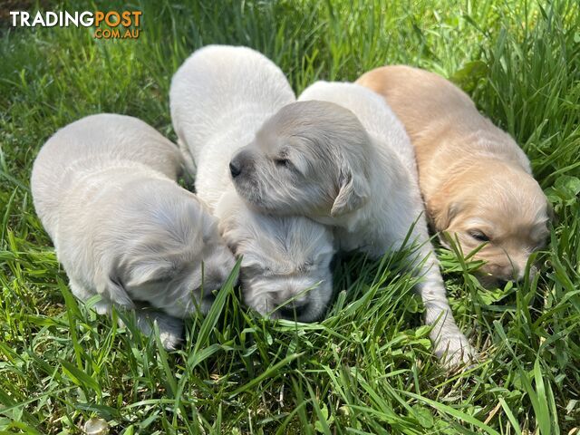 Pure breed golden retriever