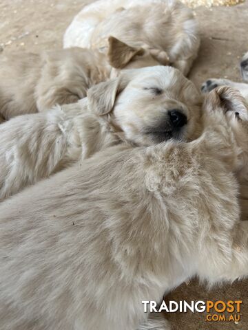 Pure breed golden retriever