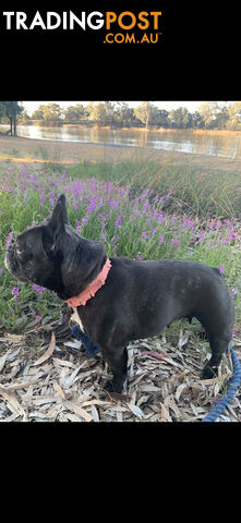Pure bred French bulldog