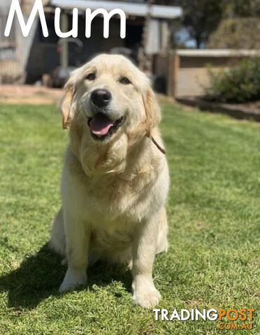 Pure bred Golden retriever pups