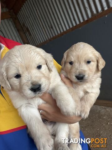 Pure bred Golden retriever pups